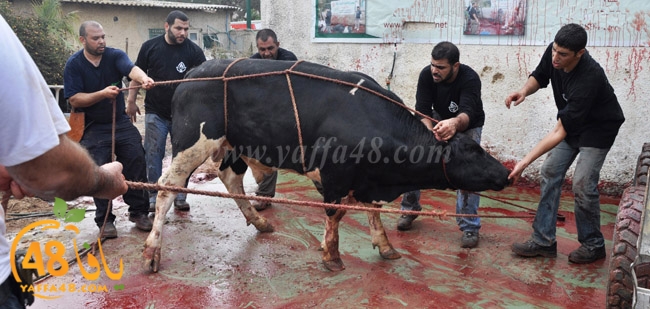 ada7y mashrot3 (6).JPG